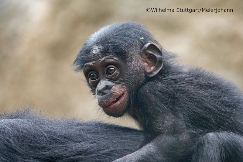20250703 Bonobo_Meierjohann (25)