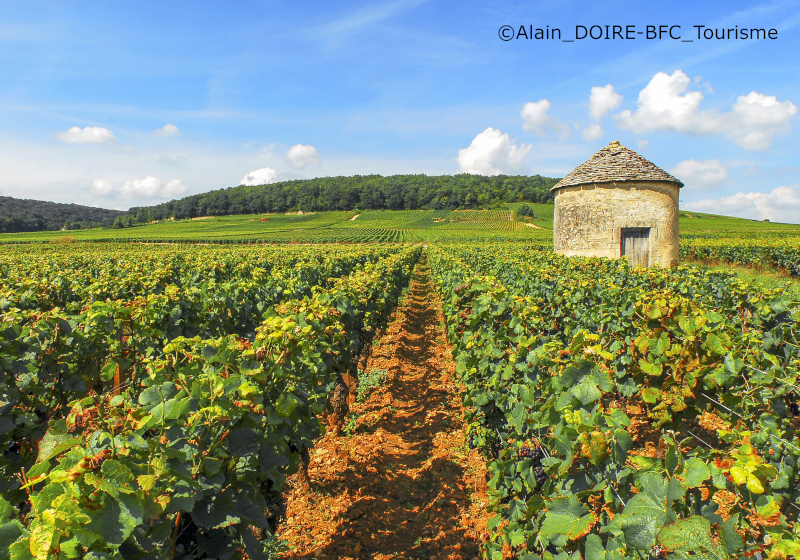 Côte de Beaune©Alain DOIRE-BFC Tourisme